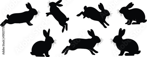 Dynamic Rabbit Silhouettes Collection