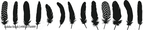 Set of Diverse Bird Feathers in Silhouette