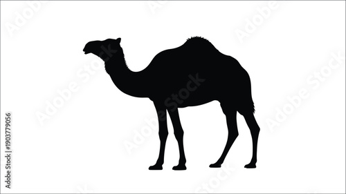 A striking black silhouette of a dromedary camel in profile silhouette