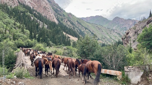 Fotografía Large herd of wild horses roaming freely in the Maly River Valley, Kyrgyzstan