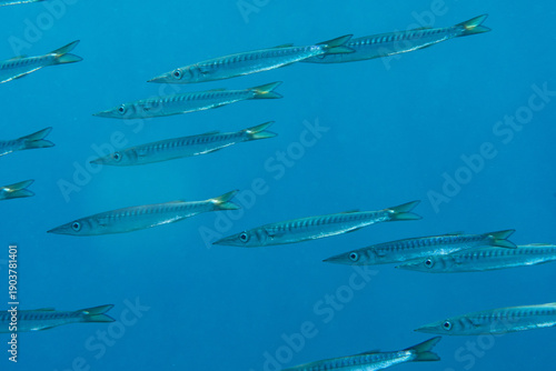 Close-up of school of barracuda (Sphyraena spp.) in open water, Tenerife