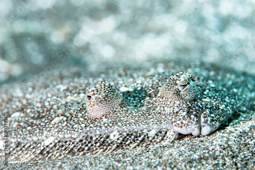 Принти на полотні Close-up of wide-eyed flounder (Bothus podas) underwater, Tenerife