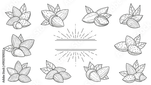 Detailed monochrome sketches of almond nuts with leaves in various arrangements and a central sunburst frame for food product labeling.