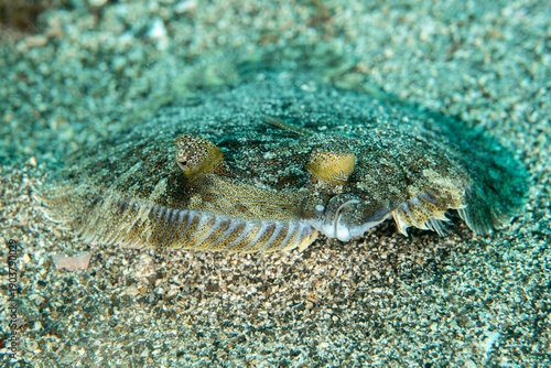 Canvas Print Close-up of wide-eyed flounder (Bothus podas) underwater, Tenerife