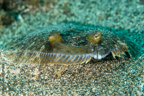 фотографія Close-up of wide-eyed flounder (Bothus podas) underwater, Tenerife