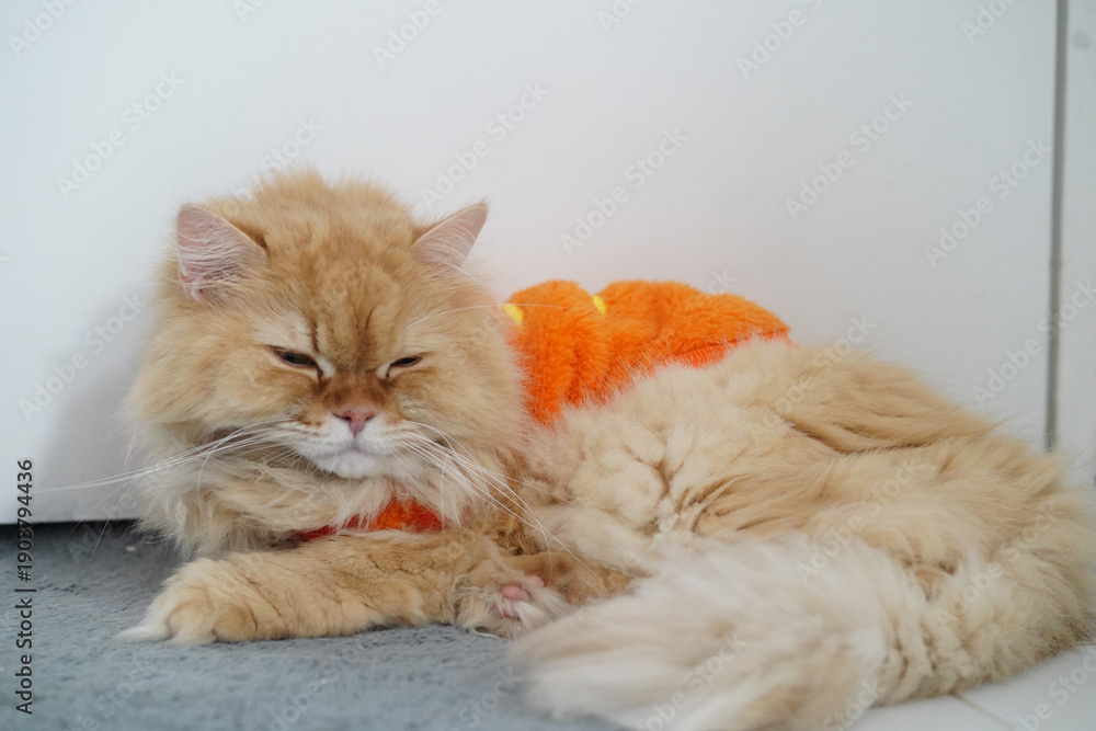 Naklejka premium Fluffy orange cat resting peacefully on soft surface, wearing cozy outfit. cat eyes are half closed, exuding calm and relaxed demeanor