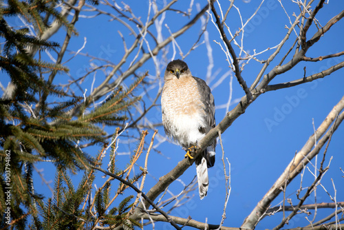 Cooper's Hawk Astur cooperii perched in a tree scouting for prey