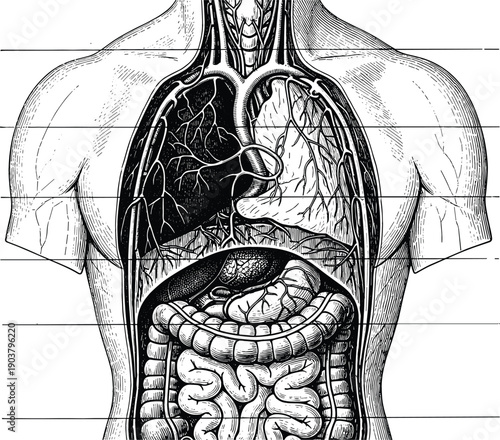 Vintage style anatomical engraving of human torso internal organs including lungs and intestines for medical education vector