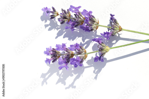 A close-up of a lavender flower with shadow on a white background. A beautifu...