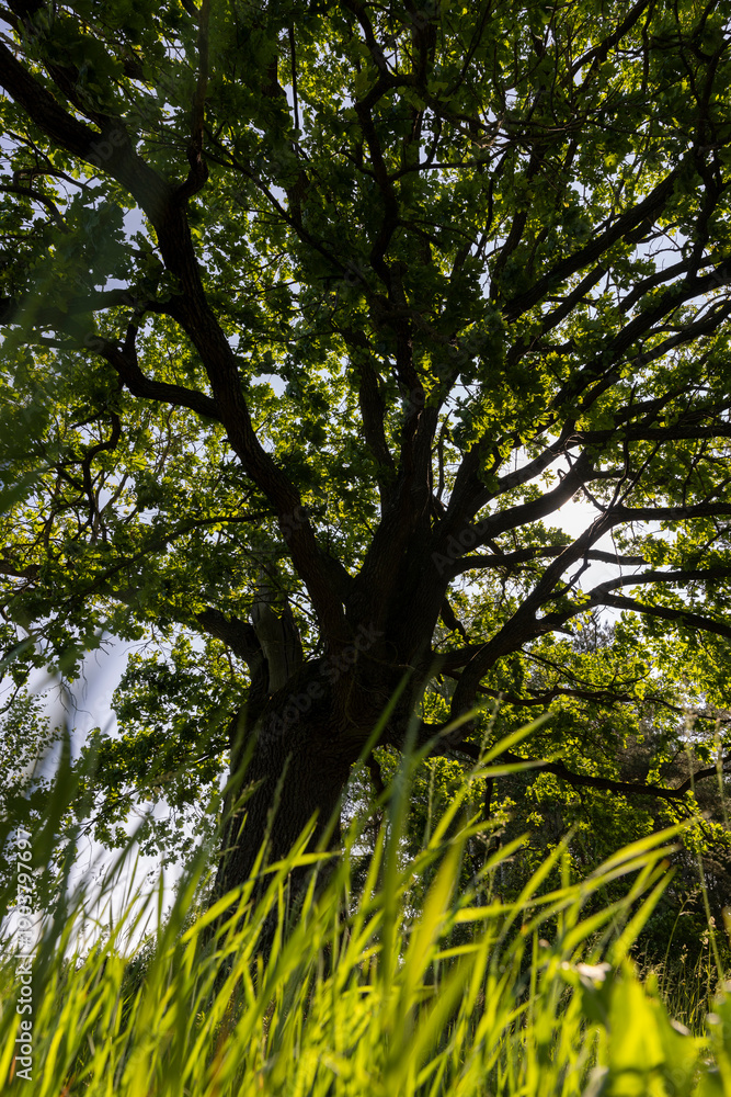 Obraz premium an old powerful oak with green grass by the tree in the summer in sunny bright weather, an oak tree with fresh foliage in bright sunlight in the summer season