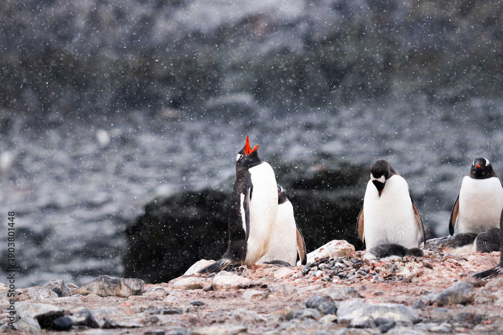 Fototapeta premium A Gentoo penguin performing an ecstatic display or vocalizing within its colony in Antarctica. Captures a unique and powerful wildlife behavioral moment in the snow.