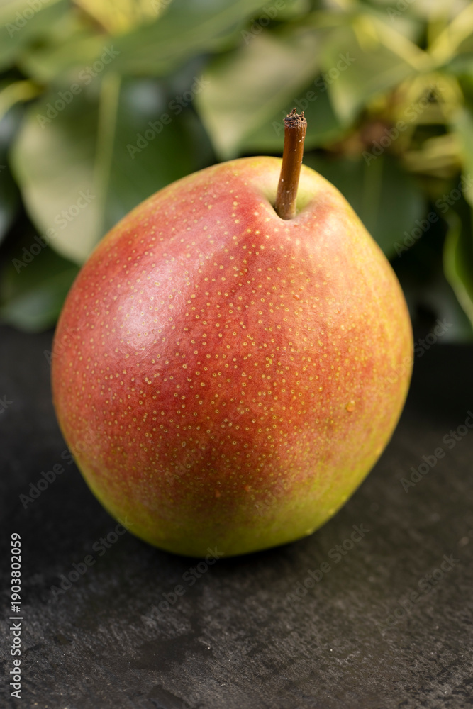 Fototapeta premium a ripe juicy pear lies on the table with the green foliage of the pear, a large number of green leaves of the pear tree and a ripe pear covered with drops of water with a red green peel