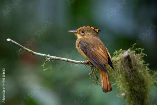 An Atlantic Royal Flycatcher  (Onychorhynchus swainsoni) in the Atlantic Rainforest of Brazil, perched near its nest in Caverna do Diabo State Park, Sao Paulo, Brazil. 