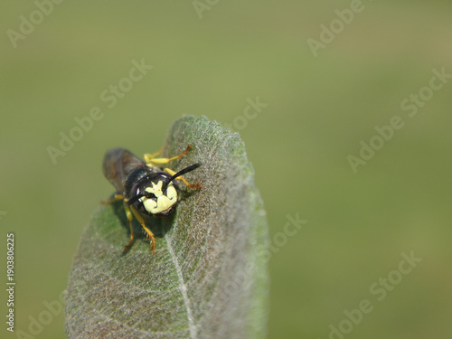 The European bee wolf (Philanthus triangulum), male resting on a willow leaf