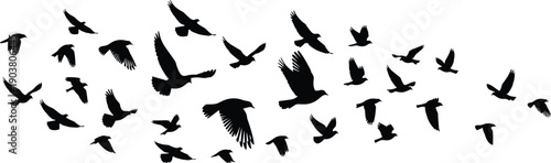 Detailed flying bird silhouettes with spread wings isolated on white background, dynamic wildlife illustration, freedom concept, minimal vector art