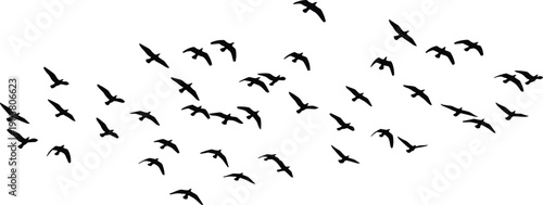 Flock of flying bird silhouettes isolated on white background, symbolizing freedom, migration, unity, wildlife, nature, movement, minimalist design, sky concept