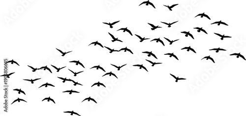 Flock of flying bird silhouettes isolated on white background, symbolizing freedom, migration, unity, wildlife, nature, movement, minimalist design