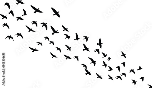 Flying bird flock silhouette isolated on white background, wildlife migration, freedom concept, minimal nature illustration design