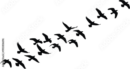 Flying bird silhouettes in diagonal flock isolated on white background, minimal wildlife illustration, freedom concept, nature vector design art