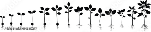 Plant growth stages silhouette set, seed to mature plant development, agriculture lifecycle concept, black vector illustration isolated on white background
