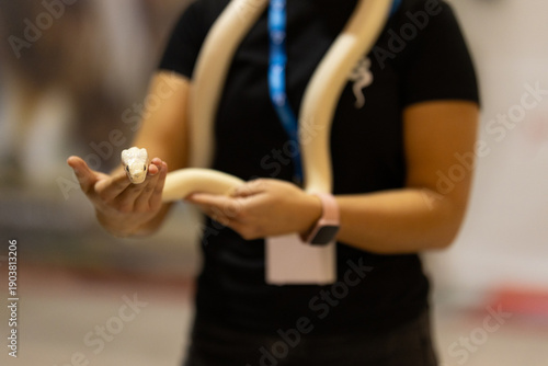 Person holding albino ball python looking forward