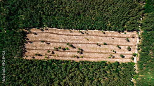 illegal cutting of forest, empty forest glade aerial photography with drone