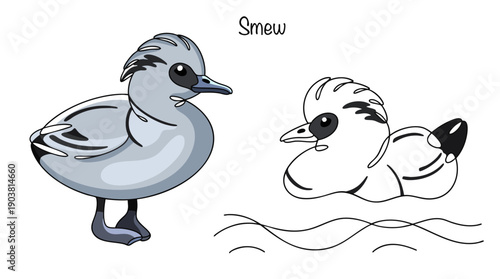 Smew