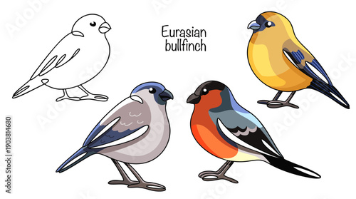 Eurasian bullfinch