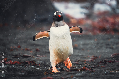 Konstfotografi A Gentoo penguin waddling toward the camera on a snowy Antarctic beach, its flippers extended