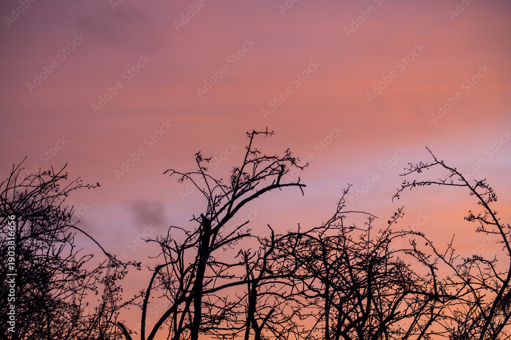 Fototapeta premium Winter background. Tree branches against pink winter sky at sunset.