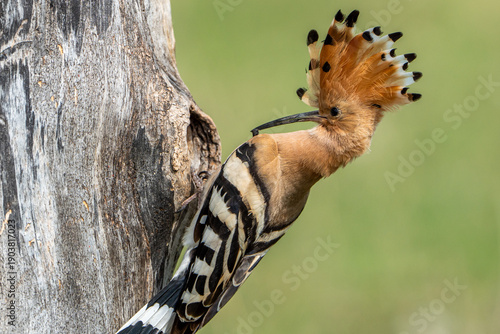 hoopoe