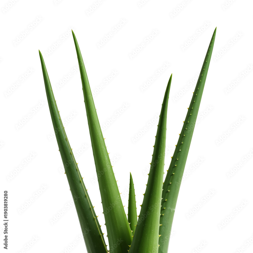 Obraz premium Close View of Aloe Vera Plants Green Leaves With Sharp Tips