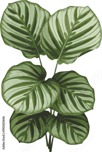 calathea