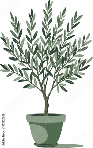 olive tree