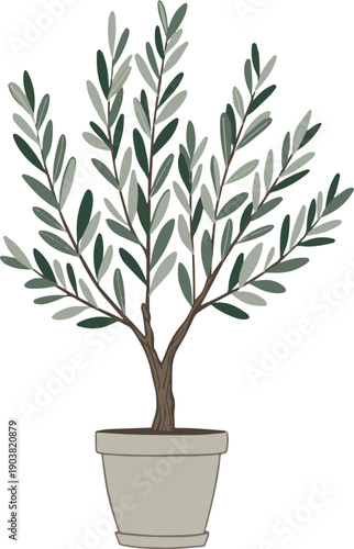 olive tree