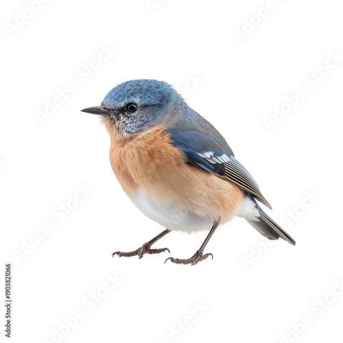 Bird Standing on a White Background in a Natural Position With Clear Features...