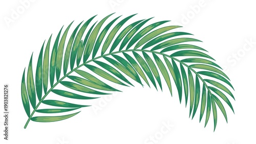 Stylized green tropical palm leaf illustration isolated on a white background, featuring clean lines and natural flow, perfect for botanical designs, summer themes, eco branding, wallpapers, prints,