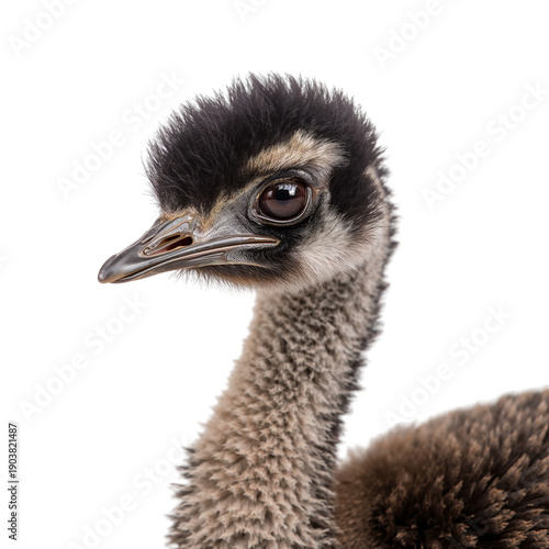 Close View of a Young Emu With Fluffy Feathers Looking at the Camera in a Sim...