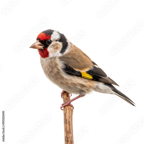 Goldfinch Perched on a White Surface During Daytime in a Bright Setting