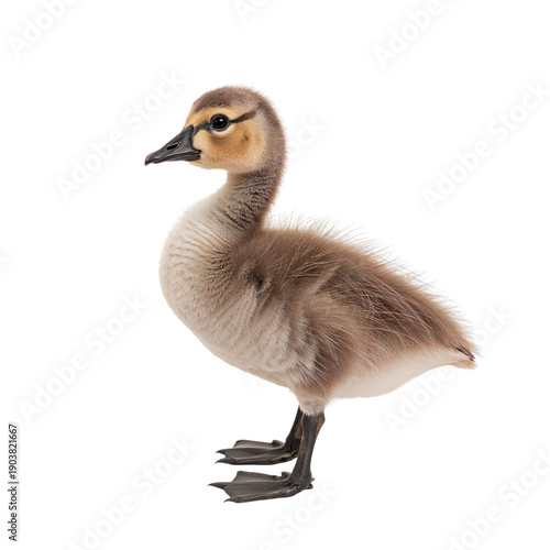Duckling Stands on White Background While Looking to the Side in Bright Light...