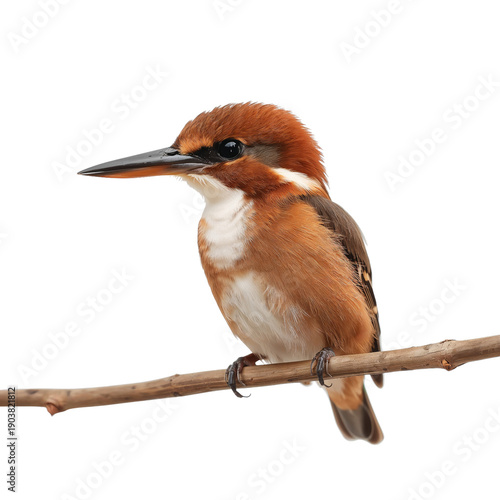 Bird Perches on a Branch With a Clear Background in a Natural Setting