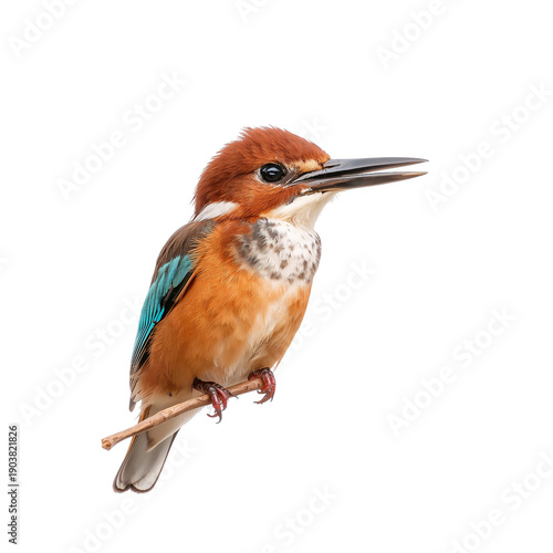 Bird Perches on a Branch With a Clear Background in a Natural Setting