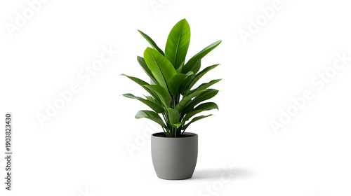 Vibrant green potted houseplant with broad, lush leaves in a modern grey pot, isolated on a clean white background. Ideal for contemporary interior design and decor.