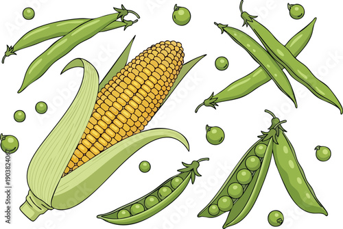Fresh corn and peas illustration with realistic style