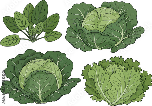 Variety of Fresh Green Vegetables Spinach, Cabbage, and Lettuce, Ideal for Healthy Eating