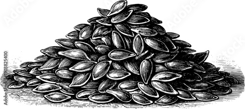 Vintage flax seed capsules botanical illustration etched design for herbal prints