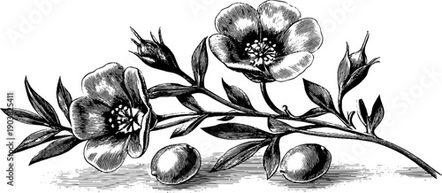 Vintage botanical illustration of flax seed capsules and flowers for design and decor