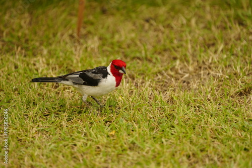 Tableau sur toile The male red-skinned cardinal (Paroaria dominicana) is a bird species from the tanager family (Thraupidae)