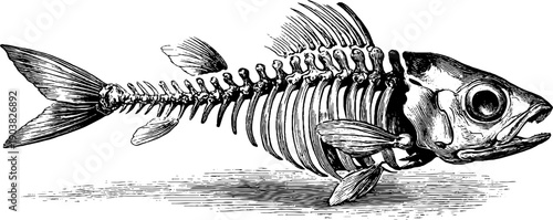 Vintage fish skeleton engraving: natural history botanical illustration for design
