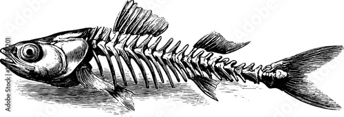 Vintage fish skeleton illustration - natural history and botanical design for educational displays
